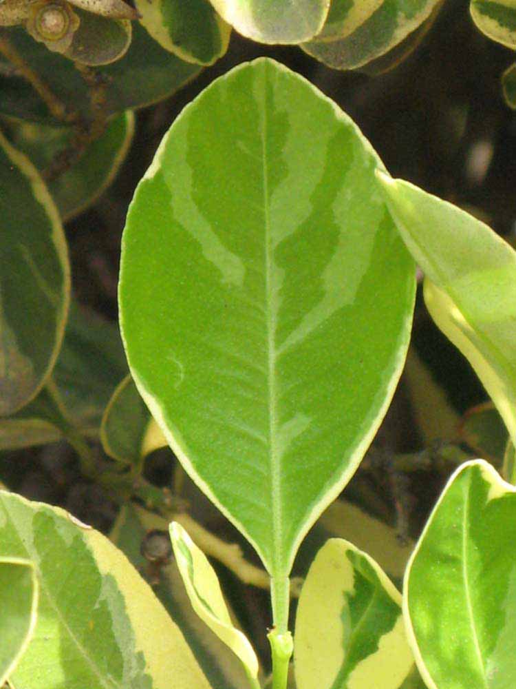              Unifoliolate leaf (Riverside, CA)       